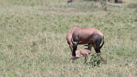 Topi--female-with-her-just-born-calf-nursing