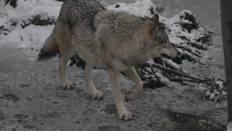 Lobo-De-Madera-Caminando-Sobre-Terreno-Forestal-En-El-Parque-Omega-En-Montebello,-Quebec,-Canadá