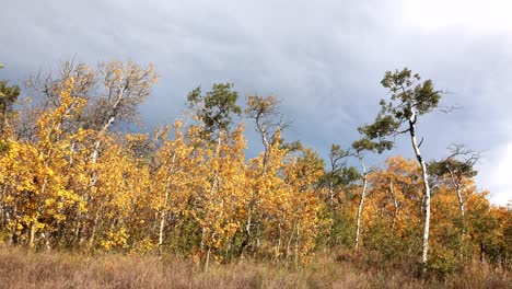 Time-lapse-of-a-storm-passing-by-autumn-trees-in-northern-Montana-near-the-Canadian-border