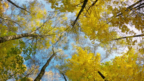 Blick-Auf-Die-Herbstbäume-Von-Unten-Nach-Oben