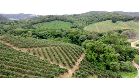 Aerial-view-of-an-apple-orchard-in-the-middle-of-the-Atlantic-Forest