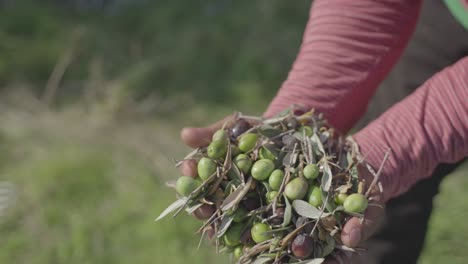 Handfuls-of-fresh-olives-after-harvest