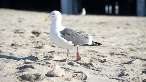 California-gull-walking-along-the-sandy-beach-in-slow-motion---isolated-close-up