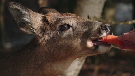 Feeding-Carrots-To-Deer-at-Parc-Omega-in-Canada---close-up