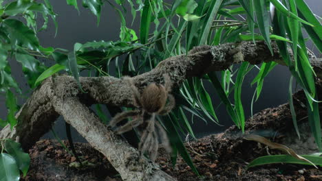 Front-close-up-view-of-walking-Tarantula