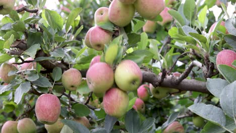 Manos-De-Granjero-Revisando-Manzanas-En-Un-Huerto-De-Frutas