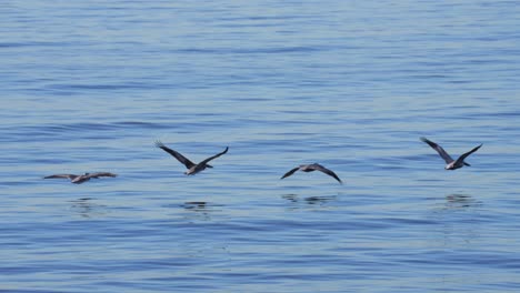 Brown-pelican-gliding-just-above-the-water-in-perfect-formation---slow-motion