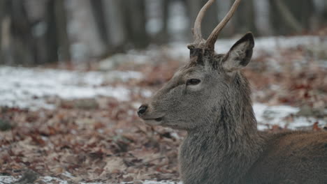 Wild-Deer-In-Natural-Habitat-In-Parc-Omega-Wildlife-Park-In-Canada---close-up-shot