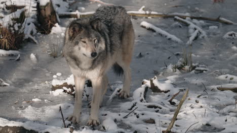 One-wolf-standing-in-a-snow-covered-winter-forest---high-angle-shot