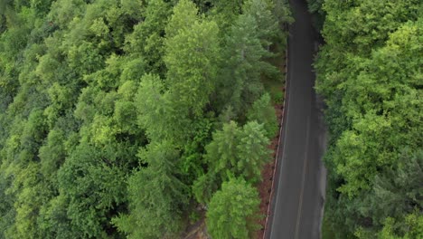 Aerial:-Narrow-paved-road-on-rich,-thickly-forested-green-hillside