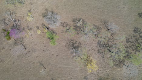 Vista-Aérea-De-árboles-Durante-Una-Severa-Sequía-En-Pantanal,-Brasil