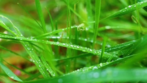 4K-Cinematic-macro-shot-of-drops-of-water-on-some-grass-in-the-garden,-from-up-close
