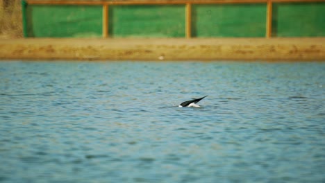 Stelzenvögel-In-Einem-Teich