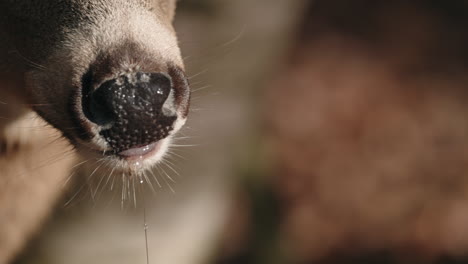 Closeup-of-brown-deer-nose-and-mouth---Deer-chewing