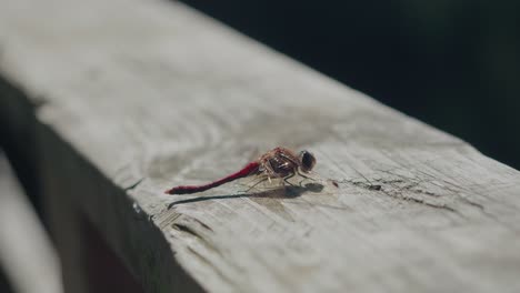 Red-Dragonfly-With-Moving-Tail-Sitting-Still-on-Wooden-Rail,-Sunny-Afternoon,-Handheld-Medium-Shot