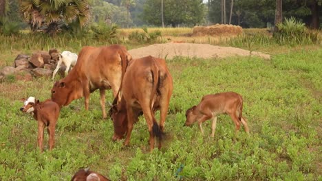 Vacas-Domésticas-Jóvenes-En-Tierras-De-Pasto-Y-Jugando-Con-Mamá