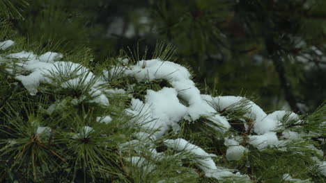 Snow-falling-on-and-around-beach-side,White-Pine-evergreen-trees,-during-a-winter-day-in-Maine