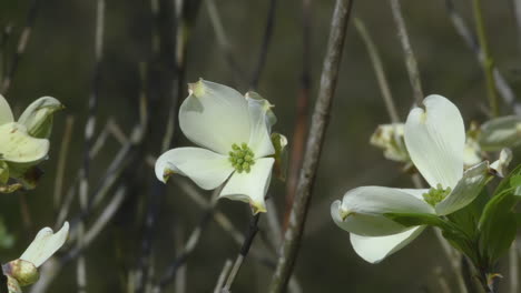 Mittlerer-Schuss-Von-Blühenden-Hartriegelbaumblüten
