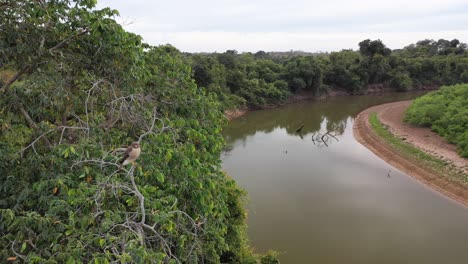 Falke-Thront-Auf-Einem-Baum-Im-Südlichen-Pantanal