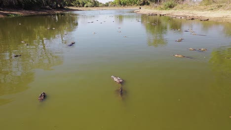 Luftaufnahme-Einer-Gruppe-Von-Alligatoren,-Die-Sich-Wegen-Schwerer-Dürre-In-Der-Wilden-Sumpfregion-Pantanal,-Brasilien,-In-Einer-Lagune-Angesammelt-Haben
