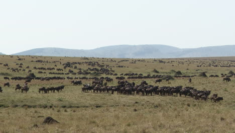 Blue-Wildebeest-migration-walking-in-lines-on-the-plains-of-Serengeti-N