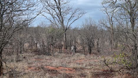 Cebras-Salvajes-En-El-Parque-Nacional-Kruger-En-Sudáfrica