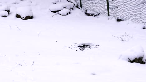 Crow-bird-digging-white-pure-snow-and-looking-for-food-to-survive-winter