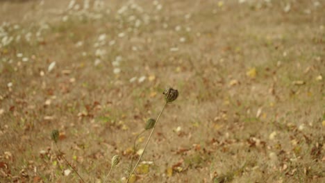 Wildblumenknospen-Wiegen-Sich-Im-Wind-Auf-Herbstrasen