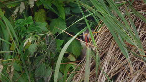 Schüchterner-Atlantischer-Papageientauchervogel-In-Nahaufnahme-Versteckt-Sich-Auf-Der-Wiese-Und-Fliegt-Dann-Weg