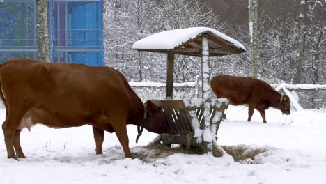 Brown-cow-eating-straw-from-wooden-manger-in-winter-season,-handheld-view