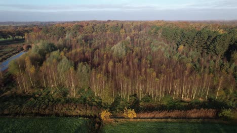 Aerial-descend-and-approach-of-planted-birch-harvest-woods-forest-during-sunrise-with-colorful-autumn-shades