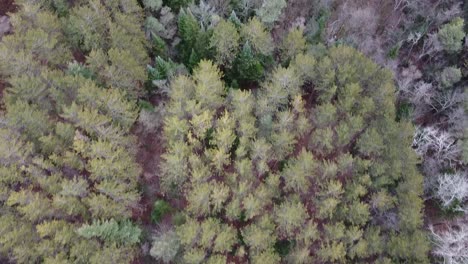 Top-Down-Aerial-Shot-Of-Evergreen-Trees-In-A-Pristine-Forest-Landscape