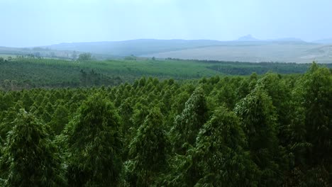 Aerial-view-of-the-top-of-trees-blowing-in-the-wind