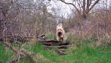 Zeitlupenaufnahme-Eines-Goldendoodle-Hundes,-Der-Auf-Die-Kamera-Zuläuft-Und-Mitten-Im-Wald-über-Einen-Baumstamm-Springt