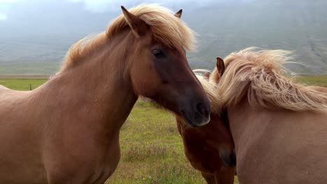 Handheld-shot-of-three-beautifull-blond-maned-horses-sharing-a-field-very-close