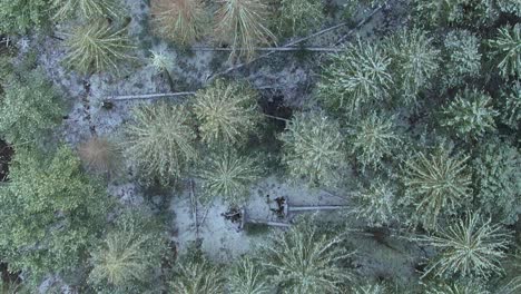 Aerial-drone-top-down-bird's-eye-video-footage-of-a-snowy-pine-forest-in-the-Appalachian-mountains