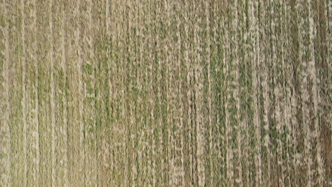 Grassy-field-tiled-in-Burgaw,-North-Carolina-Aerial-topdown