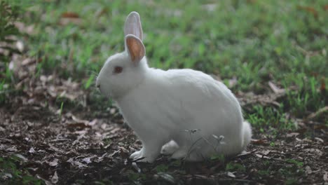 Weißes-Kaninchen,-Das-Seine-Umgebung-Beobachtet