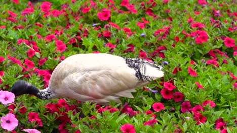 Australia---Bin-Chicken-Looking-For-Food-While-Walking-In-The-Pink-Flowers---Closeup-Shot