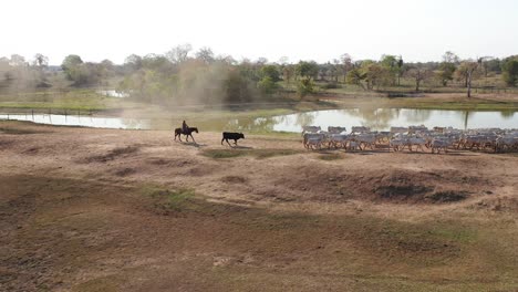 Vaqueros-Conduciendo-Ganado-En-Una-Granja-En-El-Pantanal-Sur