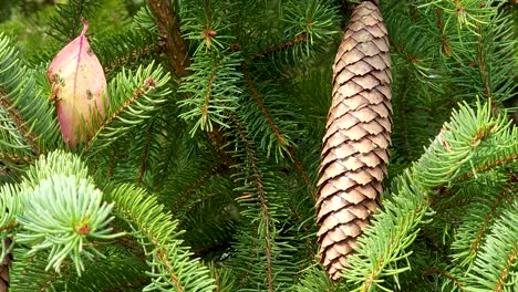Close-Up-Shot-Of-Conifer-Cone,-Pine-Cone-Suspended-From-Green-Tree