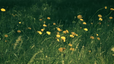 Yellow-dandelions-wildflower-meadow,-gentle-breeze-in-slow-motion