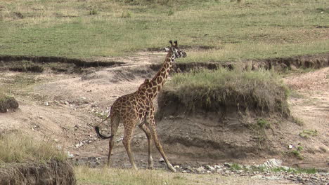 Giraffe--male-drinking-from-a-small-stream