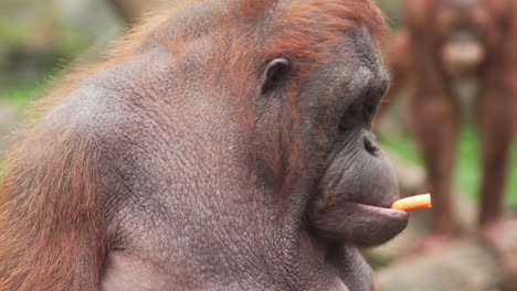 Vista-De-Cerca-Del-Orangután-De-Sumatra-En-Peligro-Crítico-De-Extinción-Comiendo