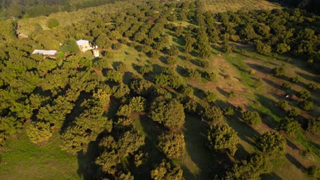 Aerial-shot-of-golden-hour-over-green-hass-avocado-trees-in-Michoacán-Mexico
