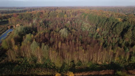 Cultivated-birch-forest-in-autumn-colored-woods-seen-from-above-in-Dutch-province-Noord-Brabant-near-town-of-Vught