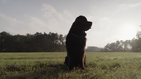 Newfoundland-dog-sits-on-meadow-in-nature-looking-around,-slow-motion