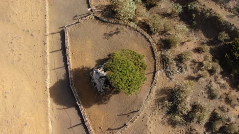Aerial-aerial-shot-over-the-Sabina-tree-on-the-island-of-El-Hierro-on-a-sunny-day