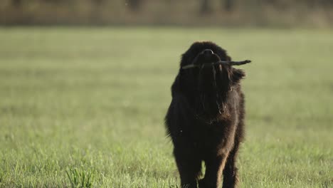 Newfoundland-giant-dog-running-playful-on-green-grass-field