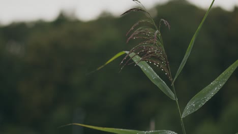 Morgentau-Fällt-Auf-Sich-Langsam-Bewegende-Lange-Grasbewachsene-Blätter-Auf-Dunklem-Hintergrund